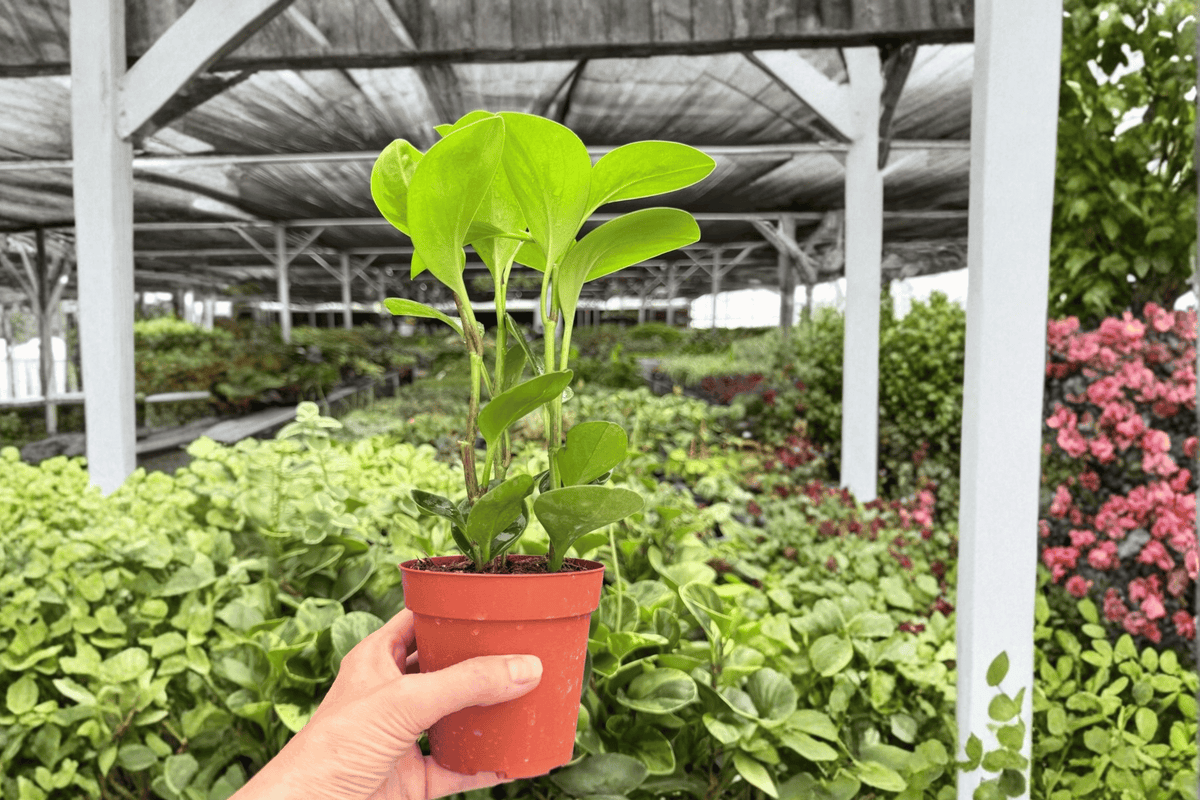 Peperomia Lemon Lime - 2 Live Plants in 4-Inch Pots | Peperomia Cultivar