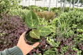 Anthurium Papi Red Sinus x K.O.S. - 2 Exact 4-Inch Live Plants (Bare Root)