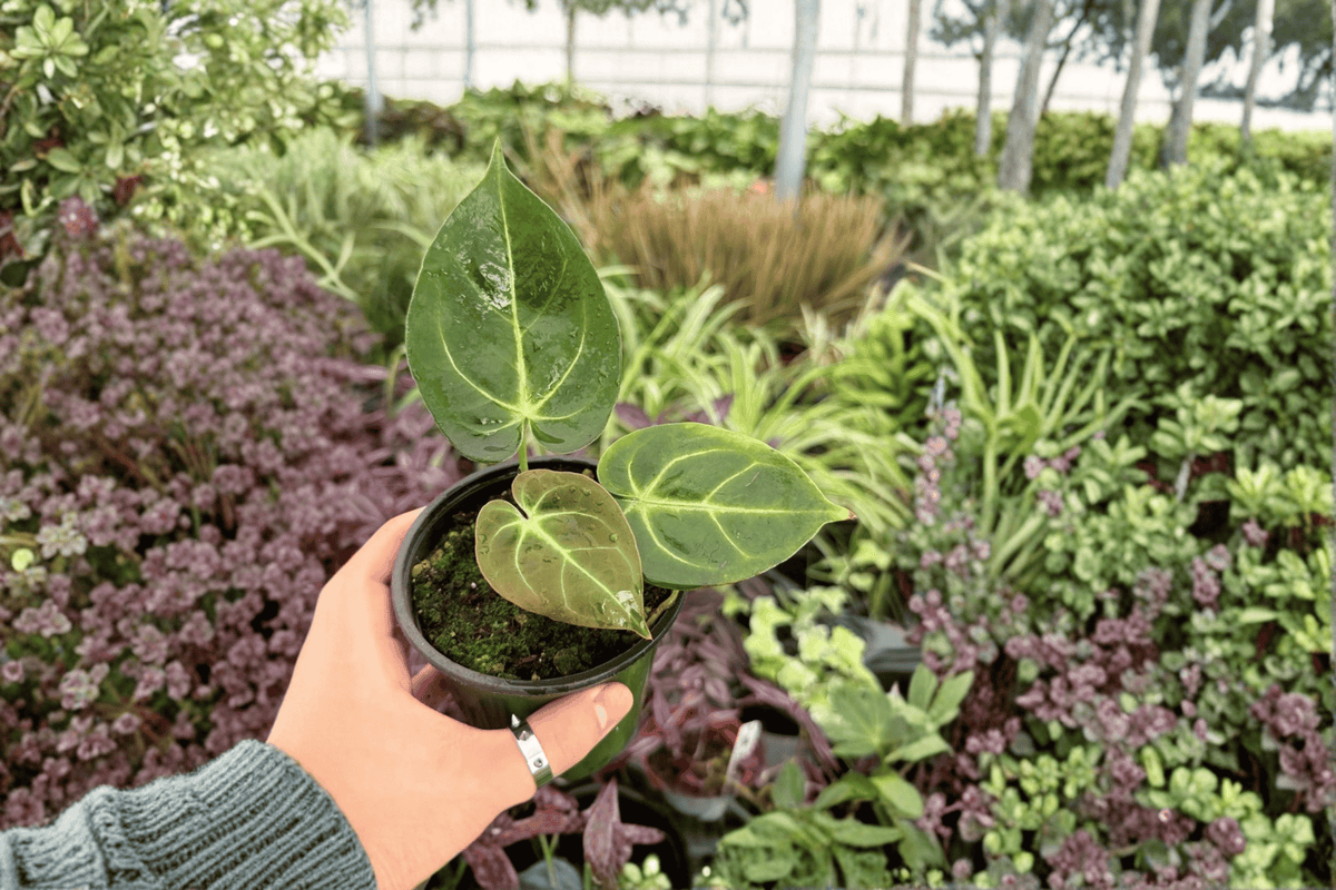 Anthurium Papi Red Sinus x K.O.S. - 2 Exact 4-Inch Live Plants (Bare Root)