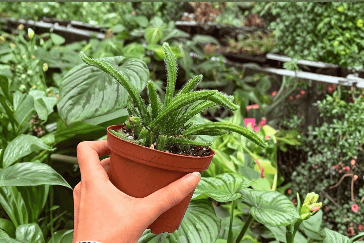 Rhipsalis Sulcata - 2 Live Plants in 4-Inch Pots