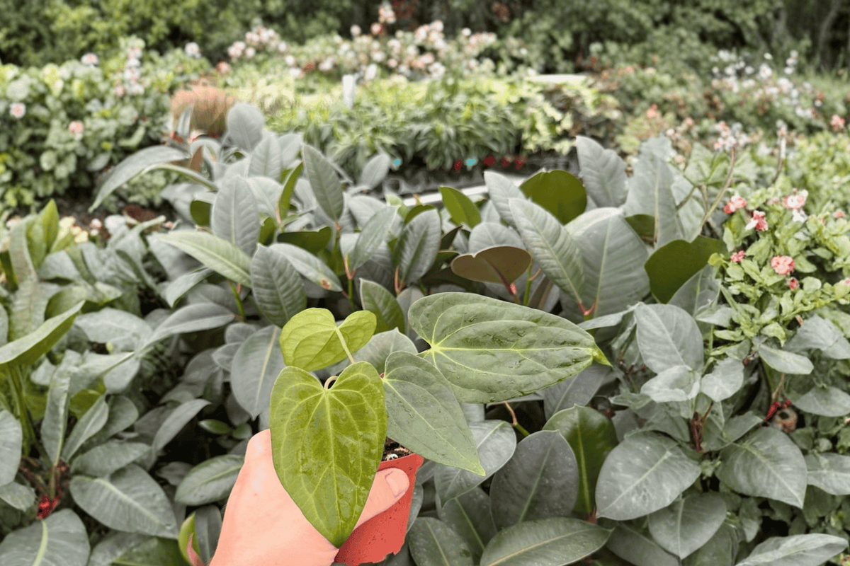 Anthurium Xone × Dressleri - 2 Exact Live Plants, 4-Inch Bare Root