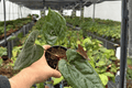 Anthurium Black Sweet × Dresslerii — 2 Exact Live Plants, 4-Inch, Bare Root