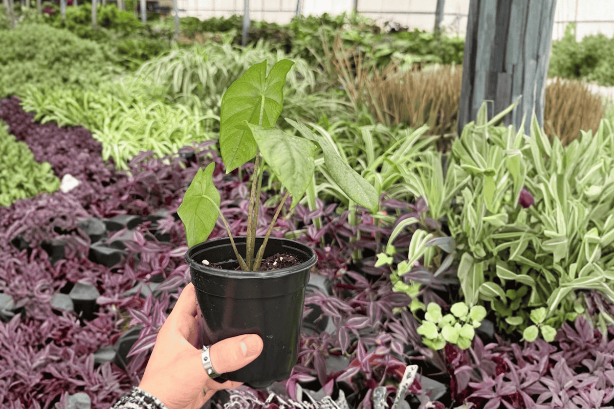 Alocasia Corazon Live Plants – 2 Exact 4-Inch Pots