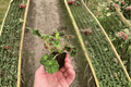 Begonia Unique - 2 Starter Live Bare Root Plants