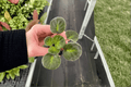 Sargeant Pepper African Violet Starter Plants (2) - Streptocarpus ionanthus