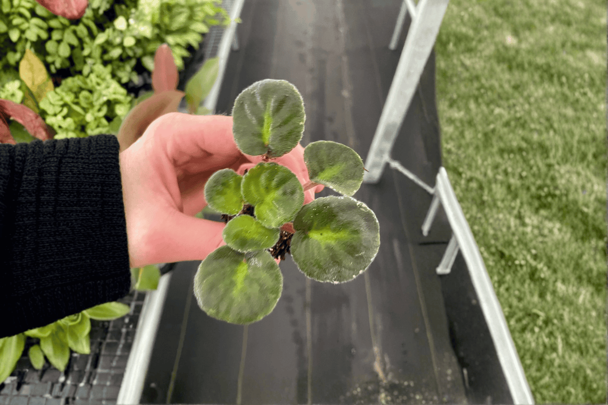 Sargeant Pepper African Violet Starter Plants (2) - Streptocarpus ionanthus