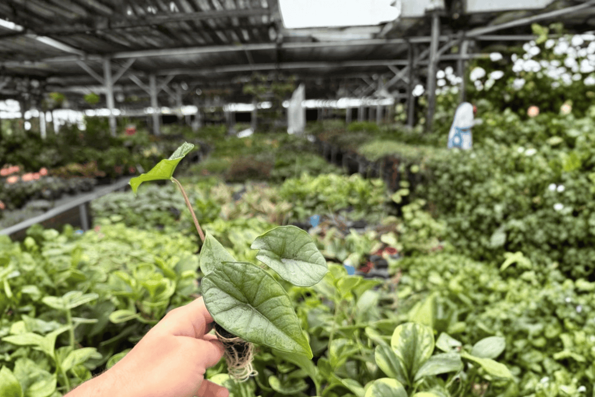 Alocasia Platinum Bisma Starter Plants (2) – Plug JavaScript Not Required