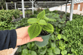 Moon Valley Pilea (Pilea involucrata 'Moon Valley') - 2 Live Plants in 4-Inch Pots