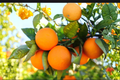 Dwarf Orange Tree Seeds - 5 Non-GMO Citrus Seeds for Indoor or Outdoor Growing