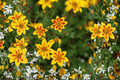 Blazing Star Beggarticks Bidens ferulifolia ‘Blazing Star’ – 4" Live Plant