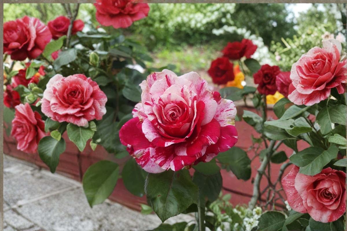 Scentimental Rose Bush – Floribunda Red & White Double Blooms, 3 Gal Live Plant
