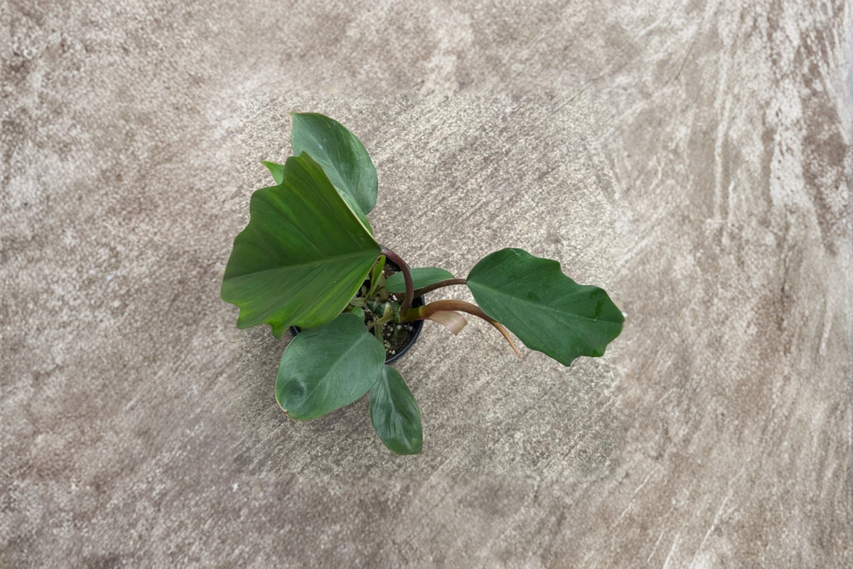 Philodendron Hope (Selloum) Live Plant - 4 Inch Pot