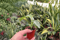 Calathea Orbifolia Starter Plants (2) | Goeppertia orbifolia, 2-Inch Pots