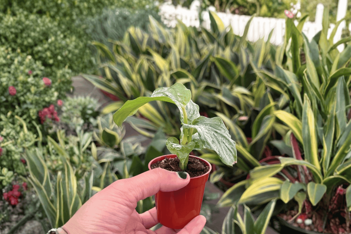 Calathea Orbifolia Starter Plants (2) | Goeppertia orbifolia, 2-Inch Pots