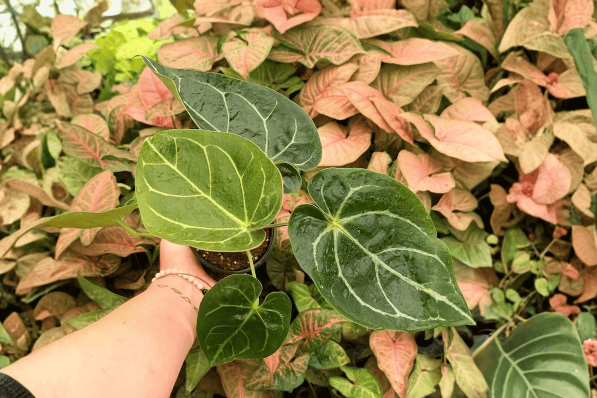 Anthurium Hoffmanii × Crystallinum 2 Live Plants in 4-Inch Pots - Exact Plants
