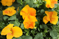 Halo Golden Yellow Horned Violet Viola cornuta - 4-Inch Live Plant