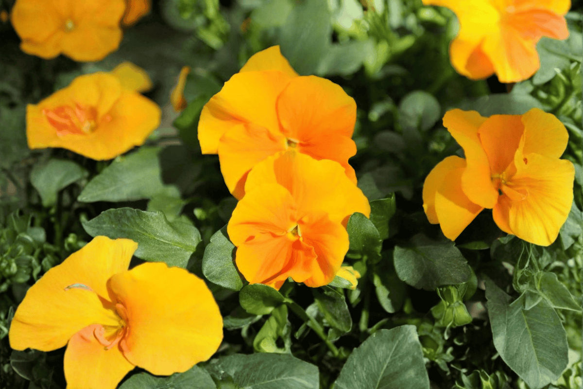 Halo Golden Yellow Horned Violet Viola cornuta - 4-Inch Live Plant