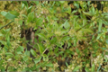 Lemon Zest Japanese Cornel Dogwood Live Plant - 1 Gallon Cornus officinalis