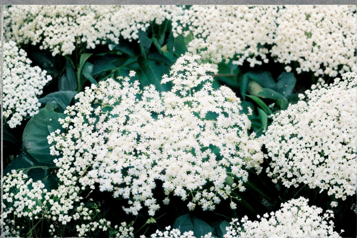 Bob Gordon Elderberry (Sambucus canadensis) 1 Gal Live Plant – Fruiting Shrub