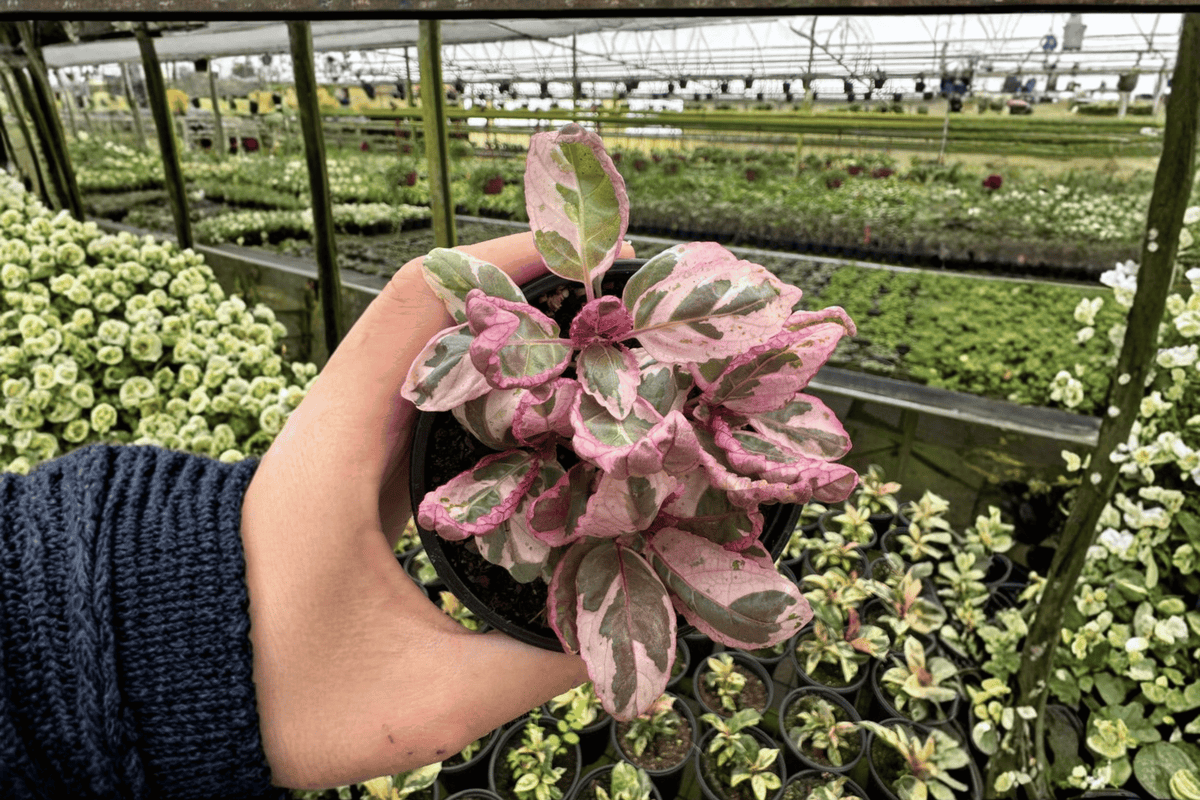 Pink Variegated Purple Waffle Plant (Hemigraphis alternata 'Variegata') - 2 Live Plants in 4-Inch Pots