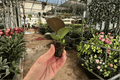 Ficus Sophia 2 Live Starter Plants – Ficus elastica ‘Sophia’ (2-inch Pots, Soil Pod Shipping)