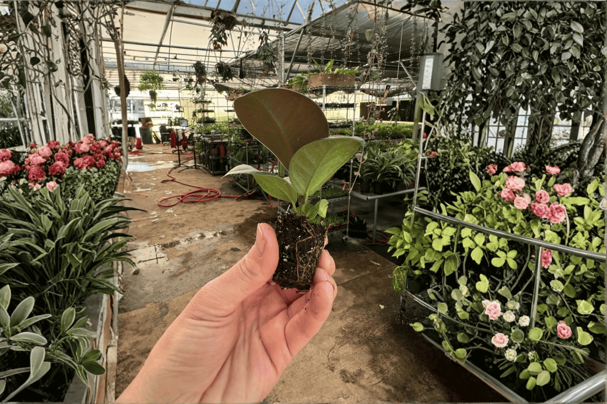 Ficus Sophia 2 Live Starter Plants – Ficus elastica ‘Sophia’ (2-inch Pots, Soil Pod Shipping)