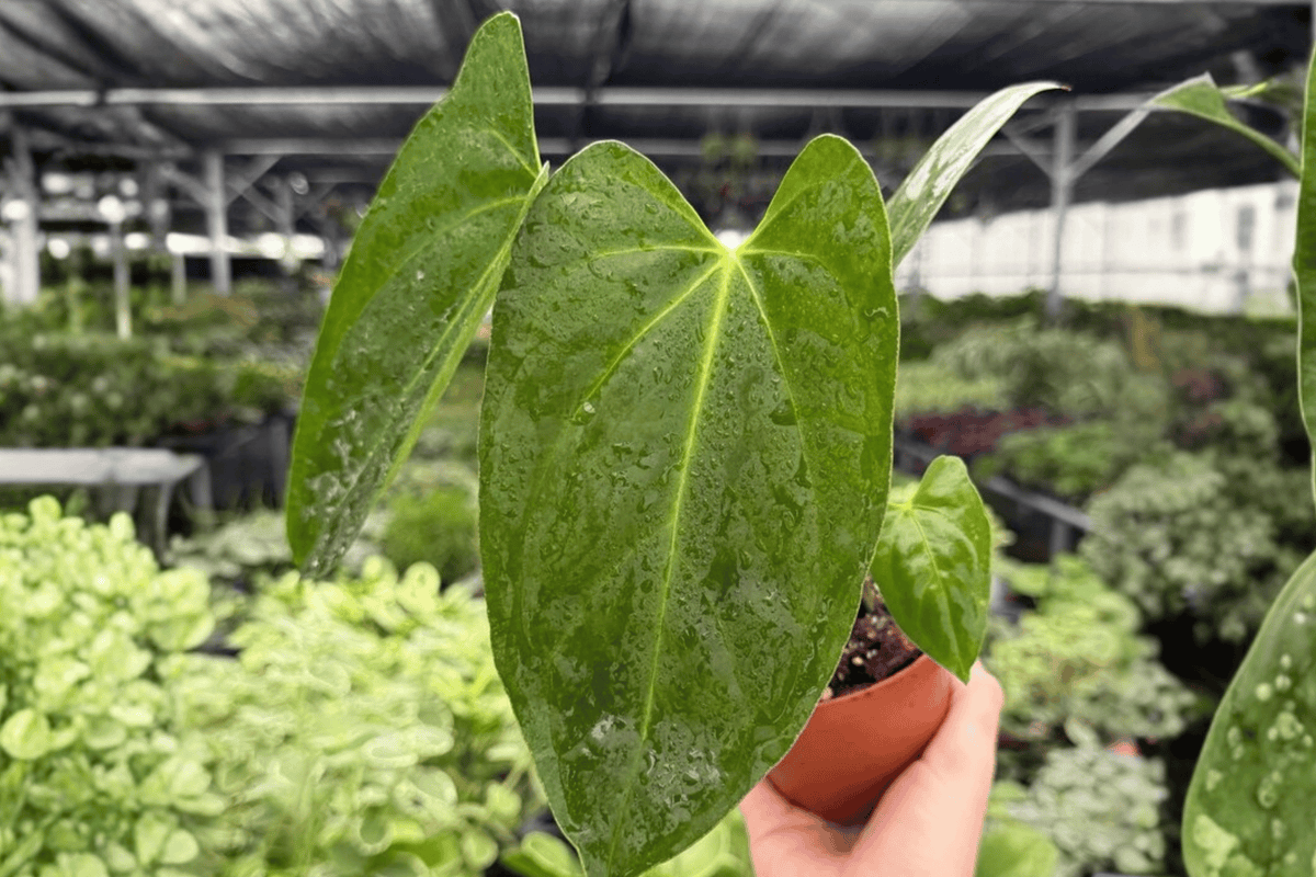 Anthurium Hoffmannii x Red Gunsal - 2 Exact Live 4-Inch Pot Plants