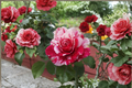 Scentimental Floribunda Rose 1 Gal Live Plant - Red & White Striped Double Blooms