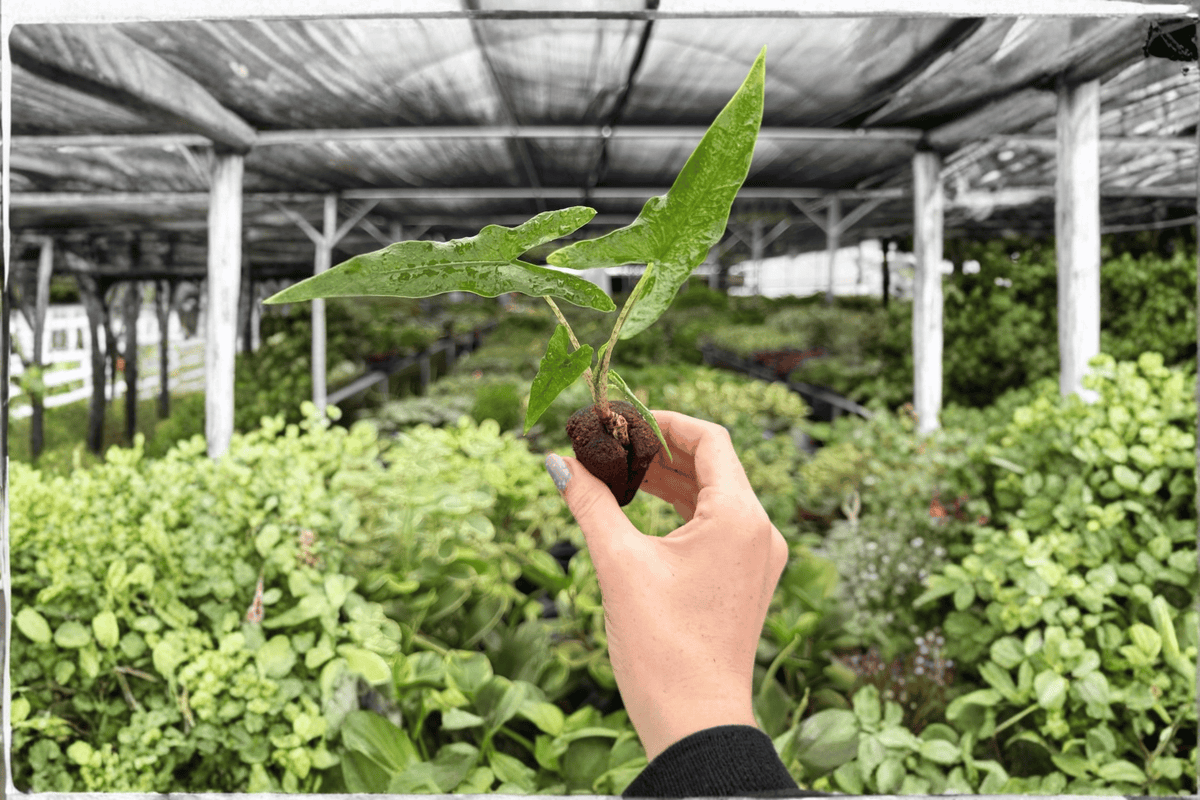Alocasia Sabrina Narrow Starter Plants - 2 Exact Live Starter Plants, Bare Root