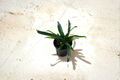 Blue Oil Fern Microsorum thailandicum - Rooted Starter Plant