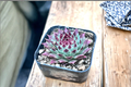 Sempervivum Calcareum Hen and Chicks Succulent – 2 Inch Pot Live Plant