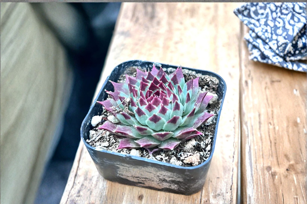 Sempervivum Calcareum Hen and Chicks Succulent – 2 Inch Pot Live Plant