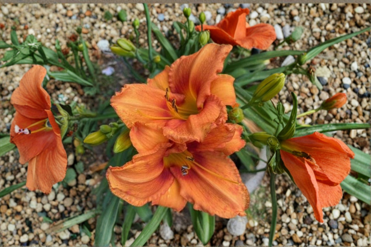 Daylily Leebea Orange Crush Bare Root Plants – 3 Pack