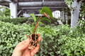 Anthurium Caliente Starter Plants – 2 Live Plants (2-inch Starter Pot) Exact Plants