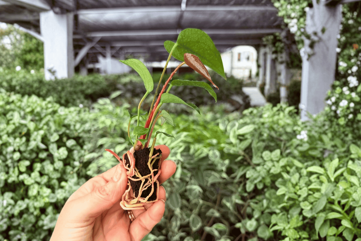 Anthurium Caliente Starter Plants – 2 Live Plants (2-inch Starter Pot) Exact Plants