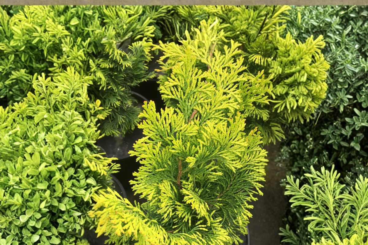 Golden Fastigiata Hinoki Cypress - Chamaecyparis obtusa | 4-Inch Pot Live Plant