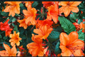 Mandarin Lights Azalea Starter Plant - Rhododendron 'Mandarin Lights' (One Live Starter Plant)