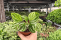 Peperomia Dragon Skin Live Plants – 2 Plants in 4" Pot (Exact Plants)