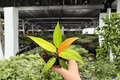 Philodendron Red Sun – 2 Exact Plants in Specific 4” Pot (Live)