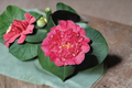 Japanese Camellia Maidens of Great Promise – 3 Gallon Pink Evergreen Shrub