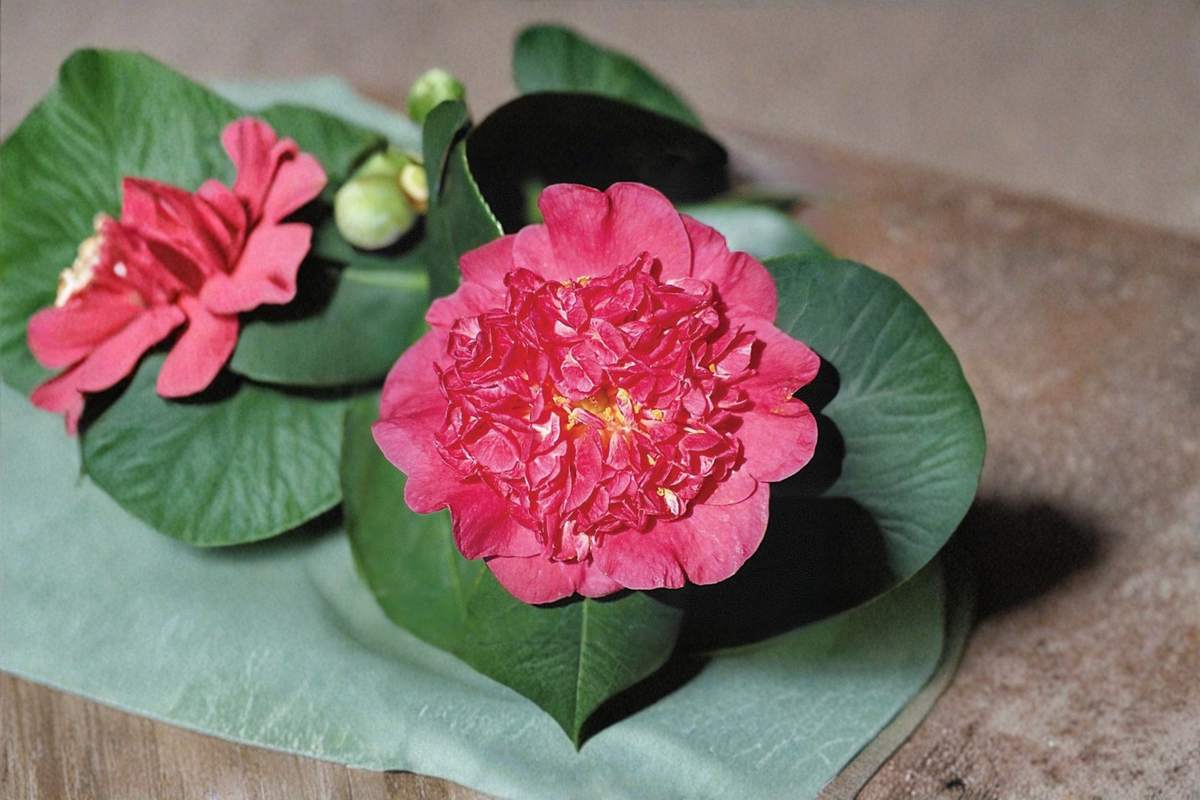 Japanese Camellia Maidens of Great Promise – 3 Gallon Pink Evergreen Shrub