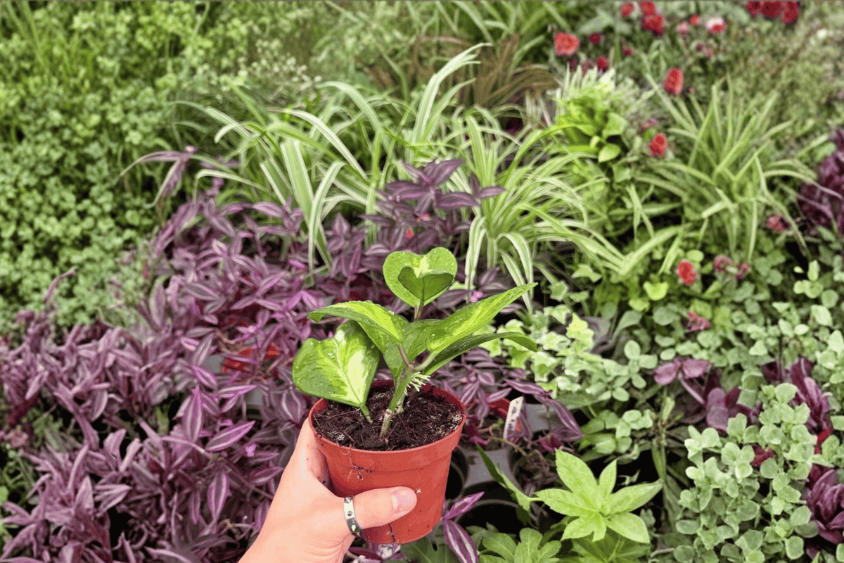 Variegated Hoya Obovata – 2 Bare-Root Live Plants in 4-Inch Pots
