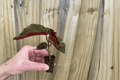 Begonia Torch Red Starter Plants (2) – Cane-Type, 2-Inch Pots