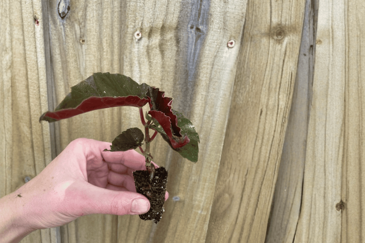 Begonia Torch Red Starter Plants (2) – Cane-Type, 2-Inch Pots