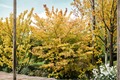 Goldcrest Witch Hazel Hamamelis mollis - 10" Grafted Live Plant, Yellow Winter Bloom