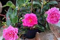Fall Blooming Camellia ‘Brandy’s Temper’ 1 Gallon - Camellia sasanqua Pink Evergreen Shrub