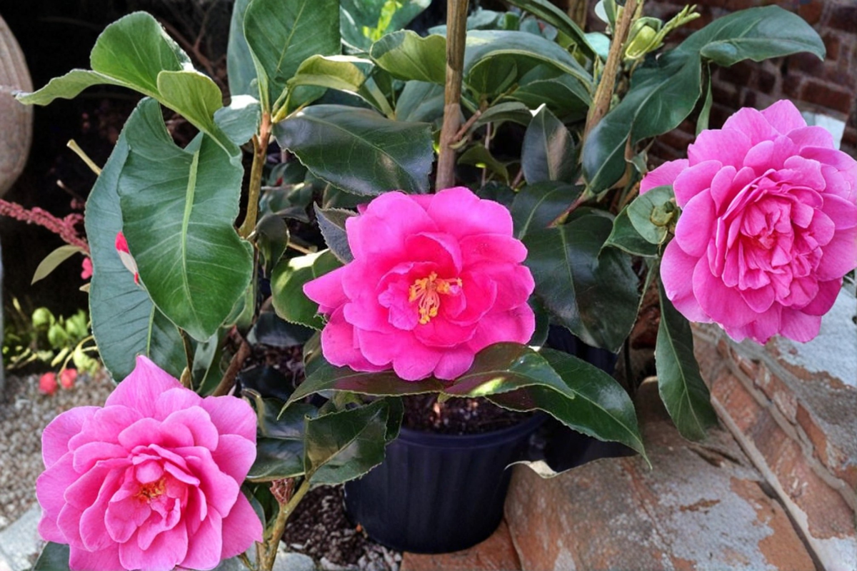 Fall Blooming Camellia ‘Brandy’s Temper’ 1 Gallon - Camellia sasanqua Pink Evergreen Shrub