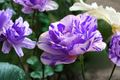 English Pink and Purple Rose Seeds - 30 Seed Pack