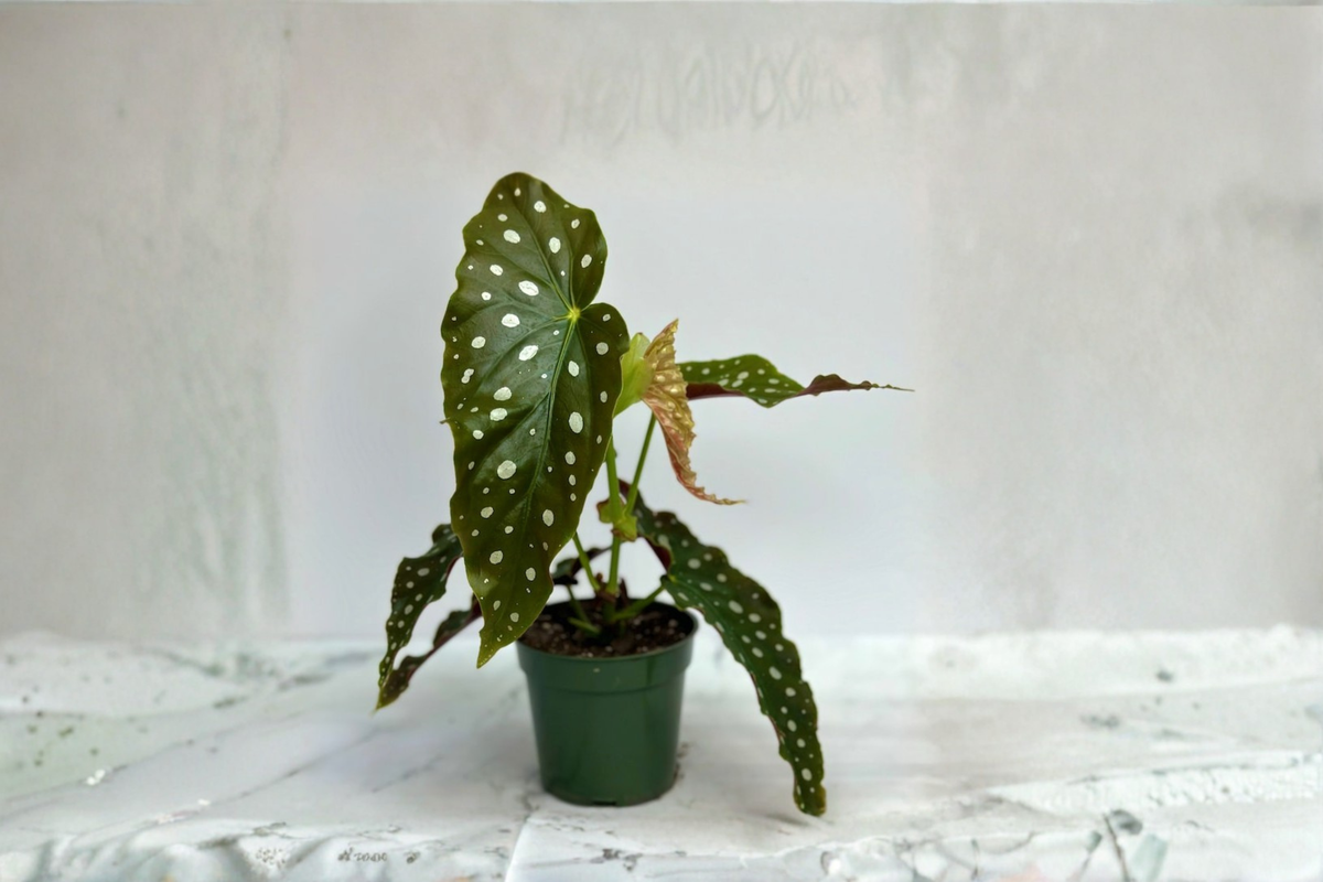 Begonia Maculata Polka Dot Begonia - 3 Inch Growers Pot Live Plant