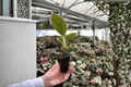 Aglaonema Pink Lady Starter Plants (2) in Soil Pods | Red Pink Lady